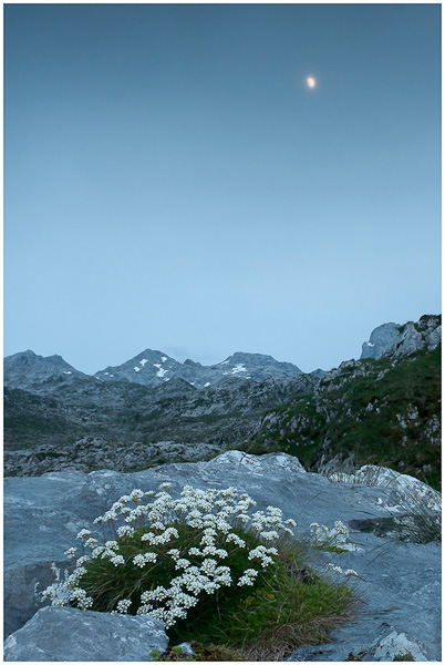 Flores, Luna y Picos de Europa