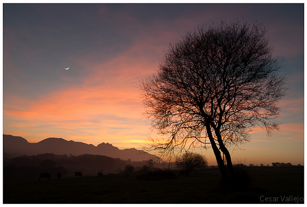 El arbol y la luna cenicienta 