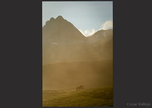 Caballos al amanecer