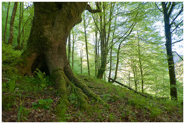 Cuando los arboles dejan ver el bosque...