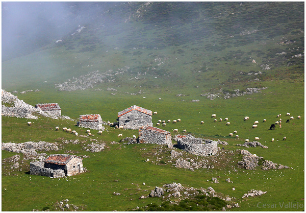 Majada