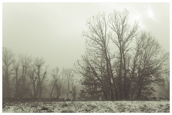 El bosque fantasmagorico