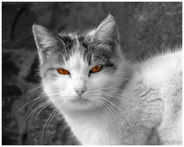 Mirada felina