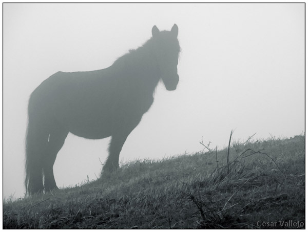 Asturcones en la niebla
