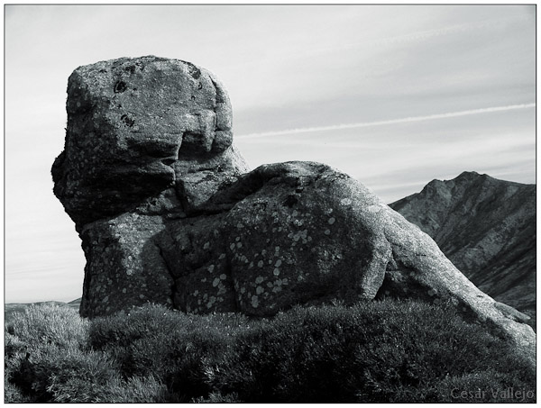 Gato de piedra