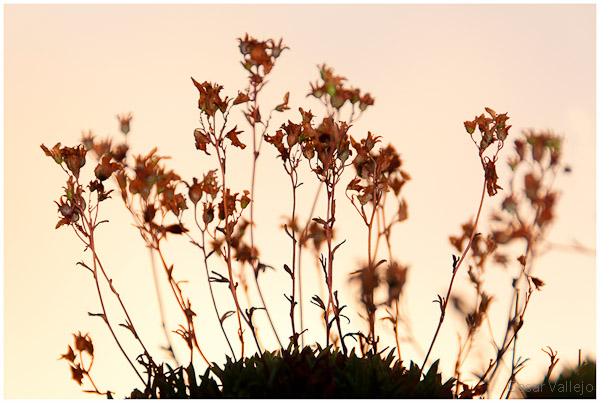 Flores muertas