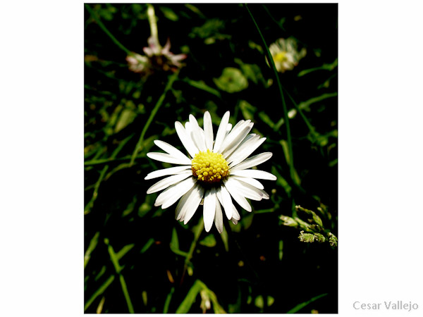 Belleza silvestre