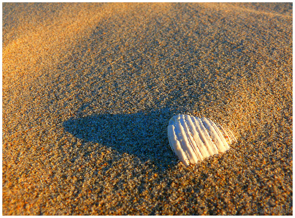 Concha en la playa