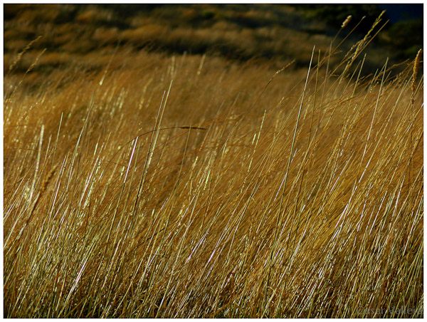 Yerba meciendose al viento