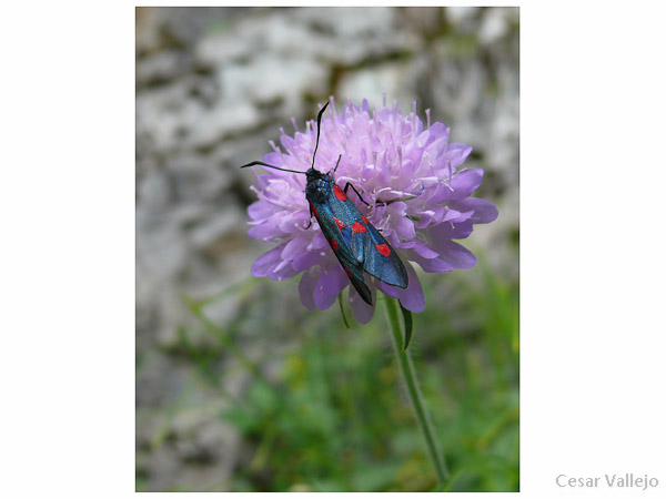 El bicho y la flor
