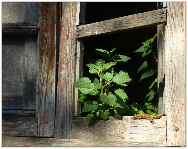 Detalle de casa abandonada