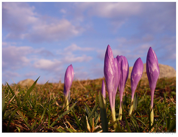 Flores de montaña