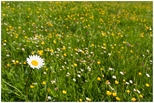 ¡Se ha desbocao la primavera!