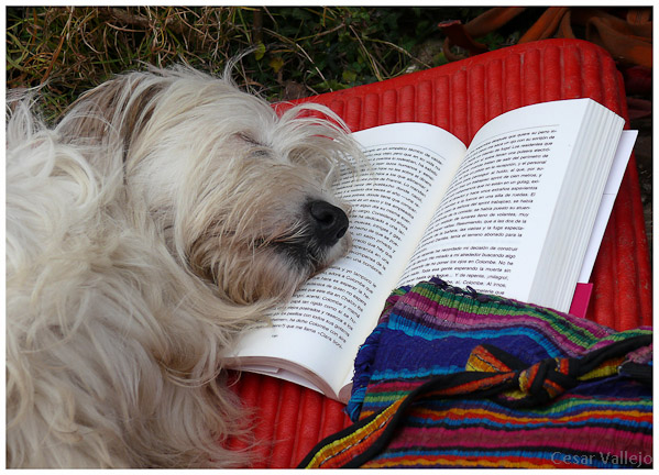 Libro aburrido