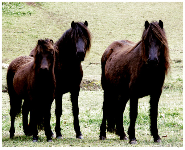 Asturcones