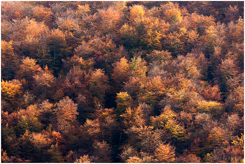 Colores de otoño